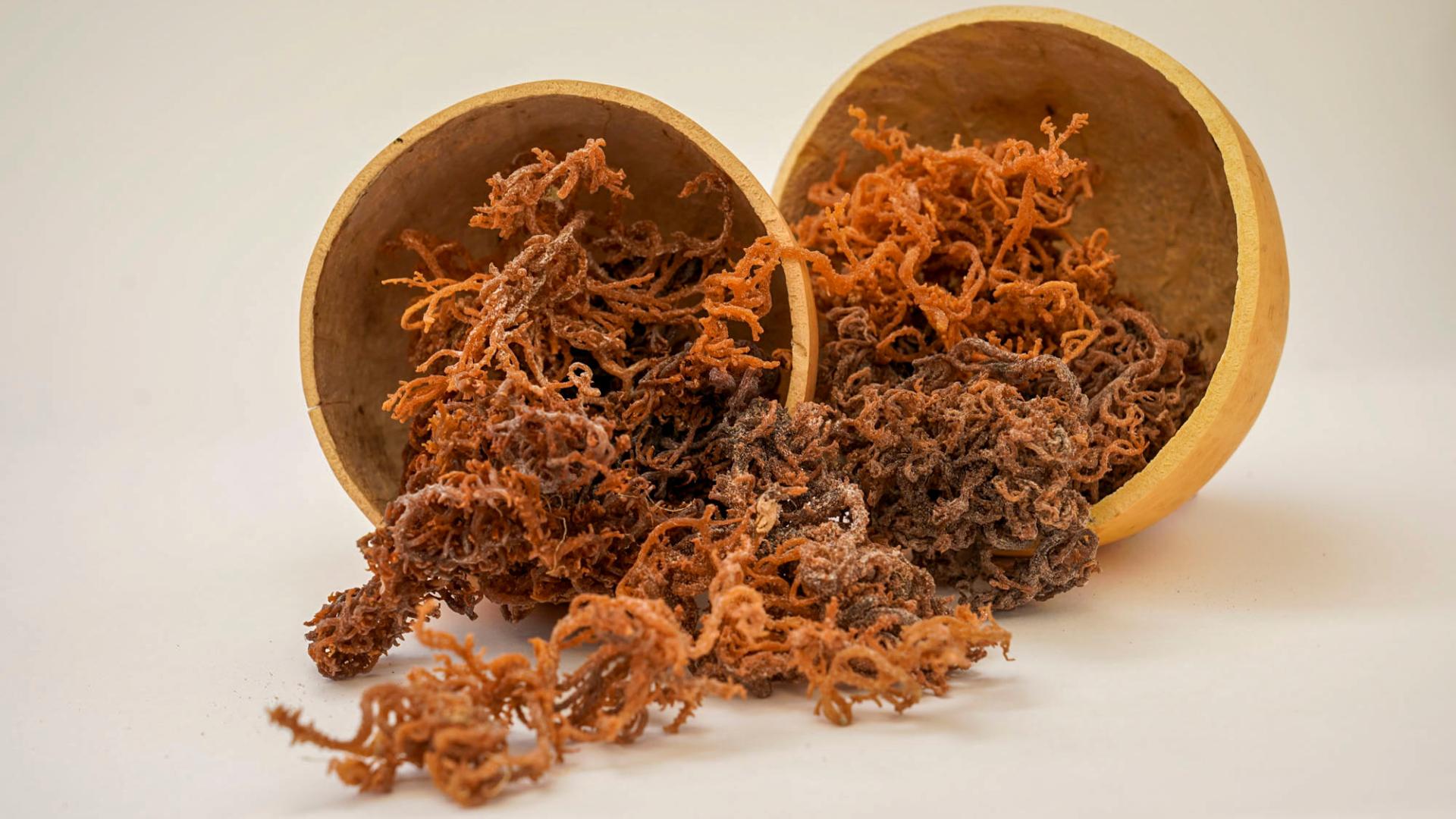 What is Sea Moss? An Introduction to Nature's Superfood - Imella