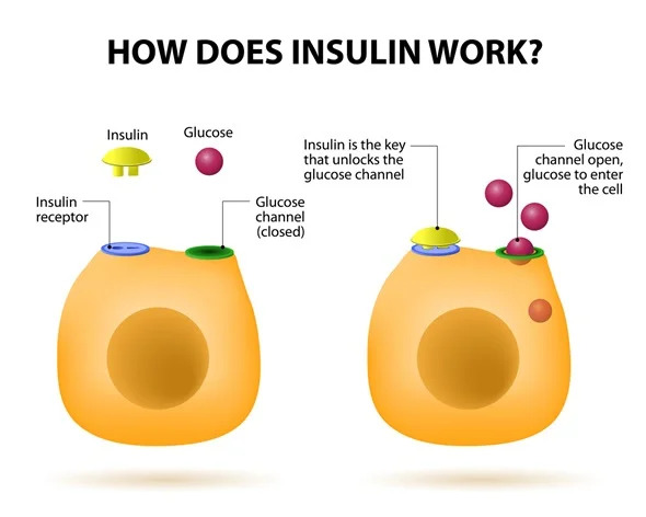 Sea Moss and Diabetes - How Does Insulin Work?