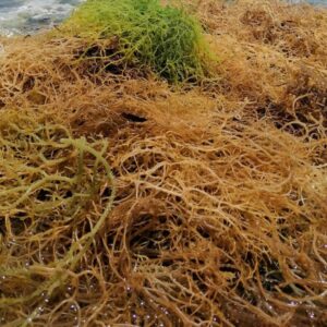 Sea Moss Premium (Wholesale - 5kg)